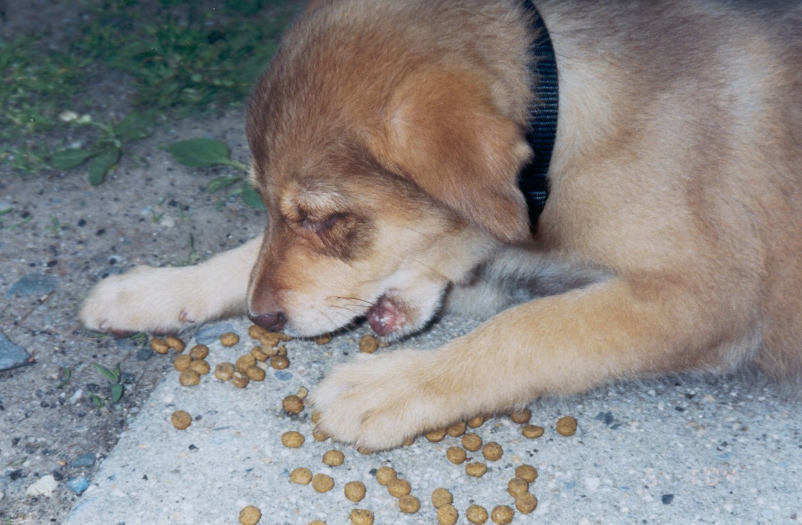 Mmmmmmm....crunchy rocks!